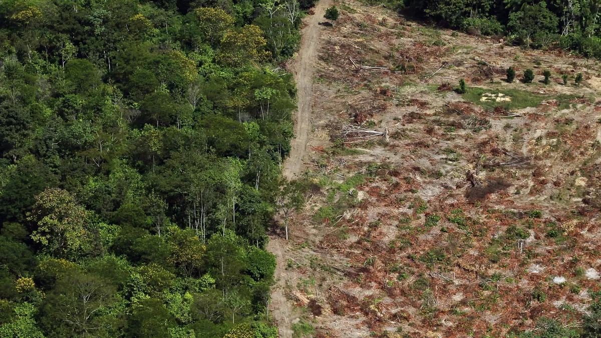 An aerial photo shows an area of trees next to an area where trees have been removed.