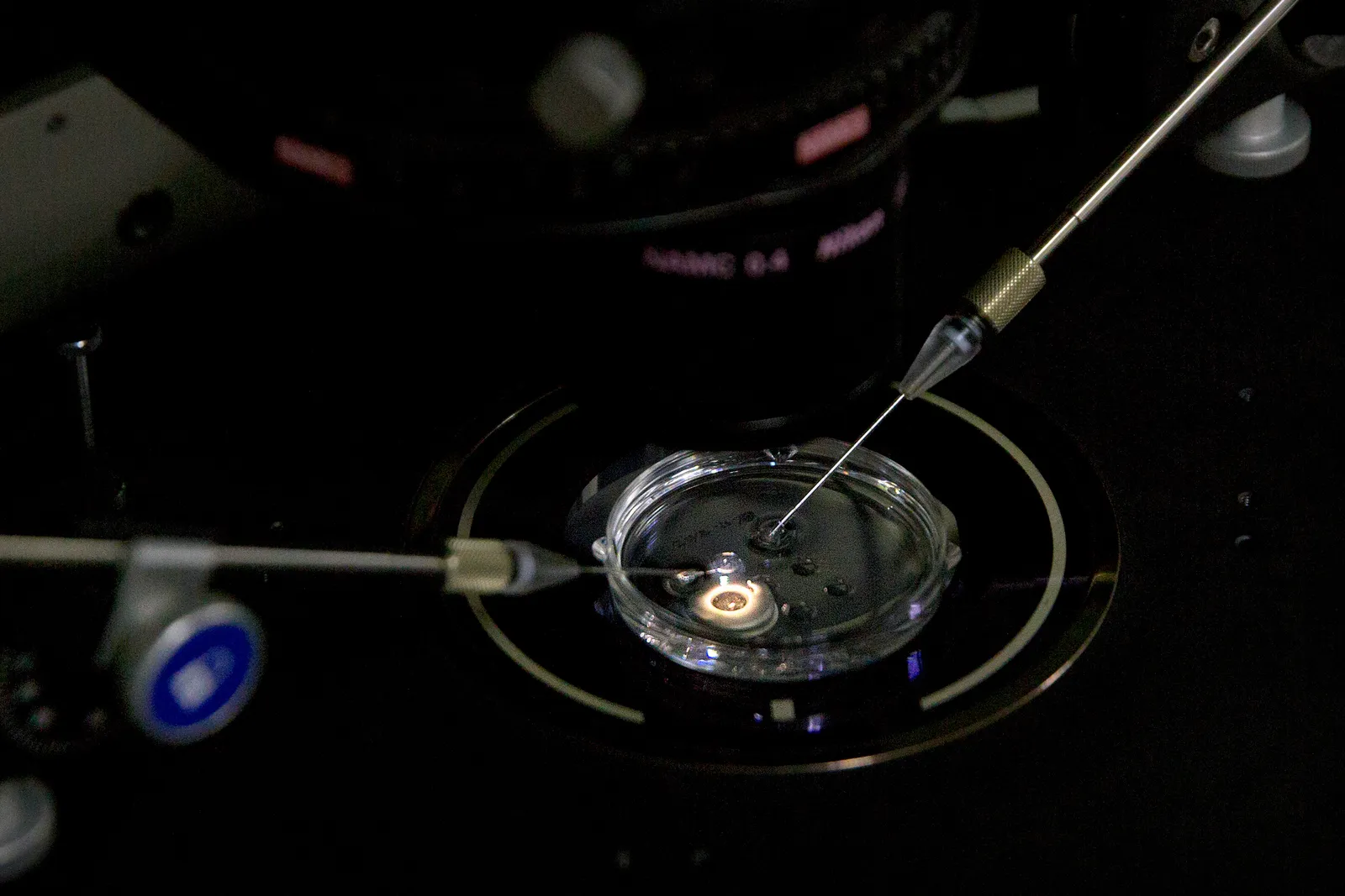 A petri dish with two needles sit under a microscope.