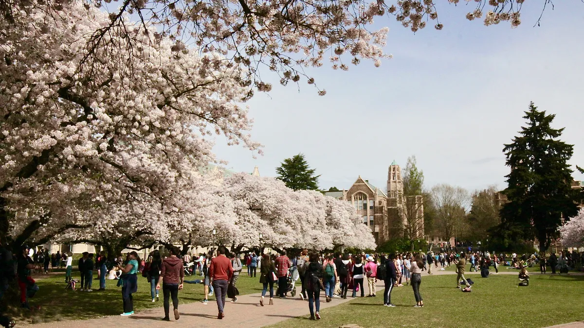 A view of the college campus at the University of Washington in spring time, with sakura blossoms in full bloom.