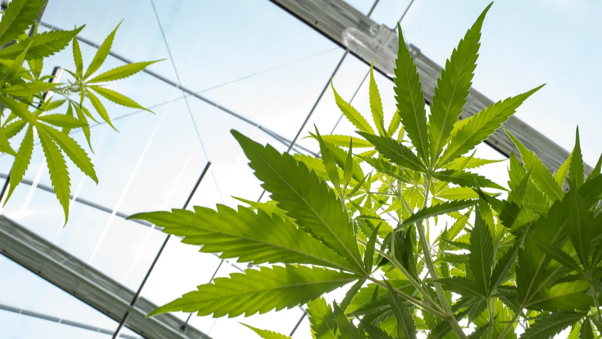 The photo shows cannabis plants growing in a greenhouse.