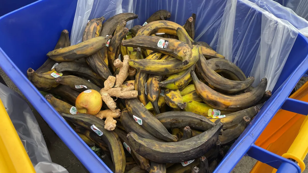 Rotting bananas in a blue plastic bin