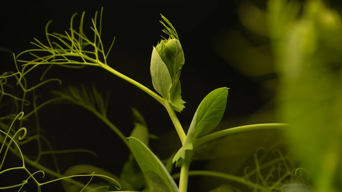 Pea plant