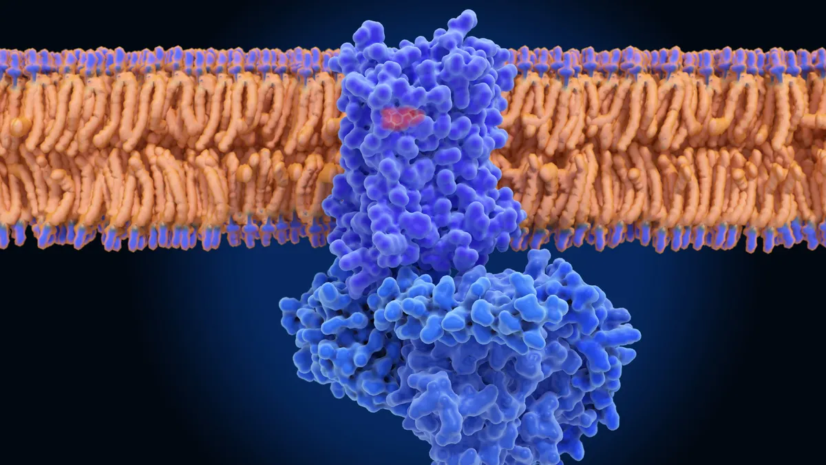 An illustration of dopamine outside the cell binding to a receptor.