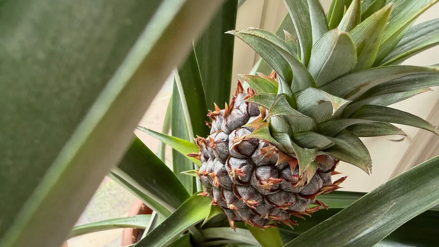 A growing pineapple.