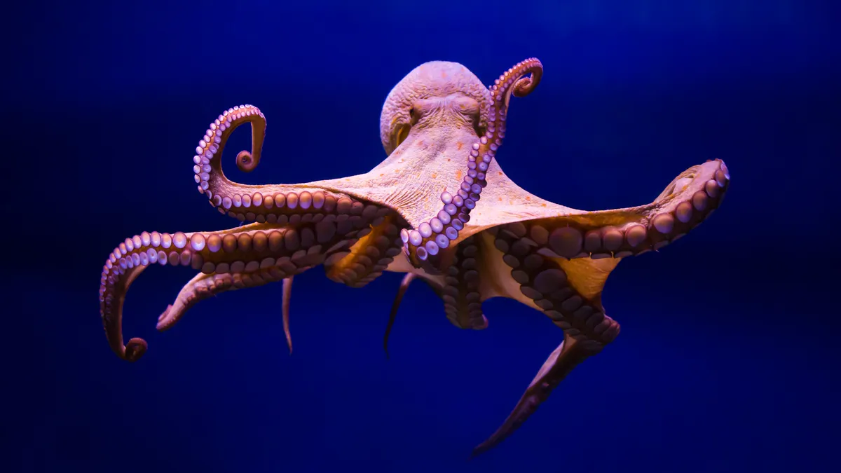 An octopus floats, depicted in a deep blue background