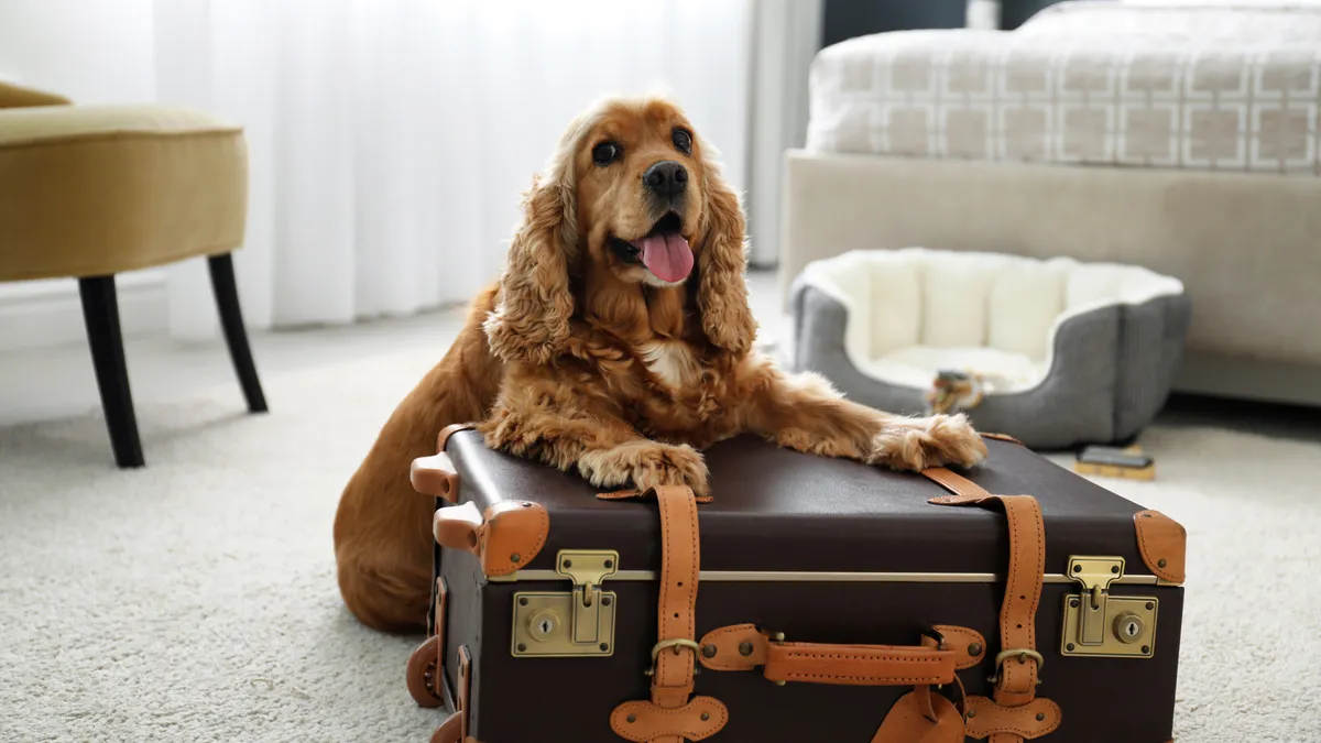 A dog in sitting on a suitcase in a pet-friendly hotel room