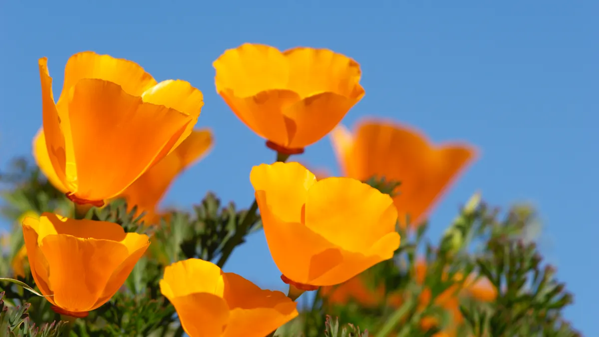 Several California poppies are seen in bloom.