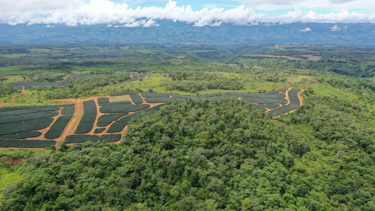 An aerial view of a pineapple plantation nested inside forested area