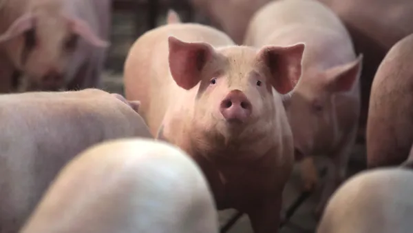 Hogs raised on an Illinois farm.