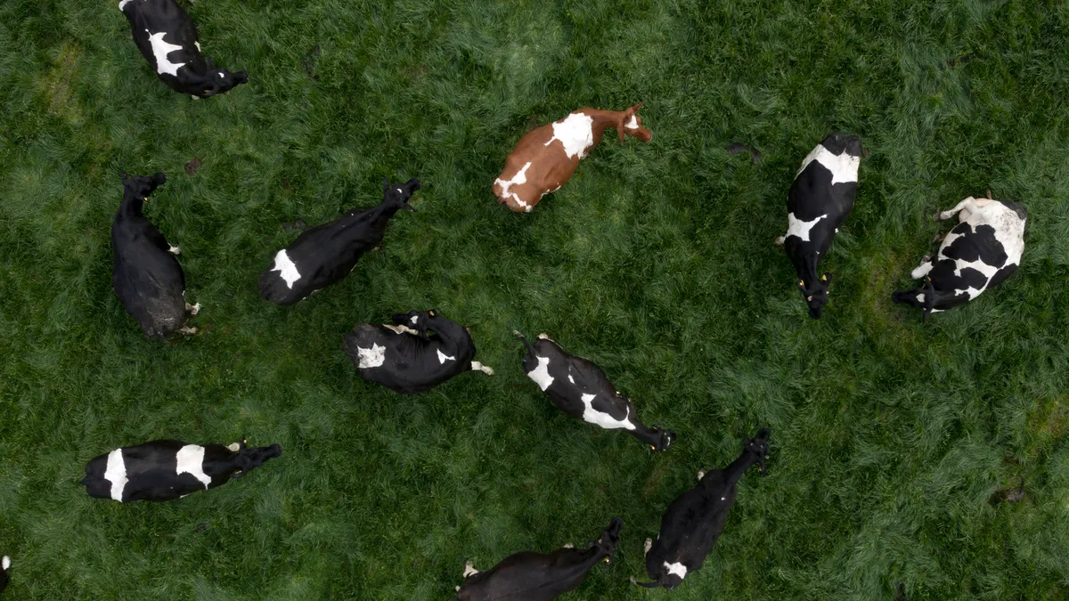 dairy cows are seen from above grazing in grass