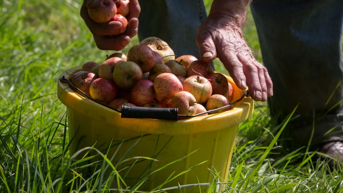 Apples picked from an orchard in Somerset, England, are placed in a basket in 2015.