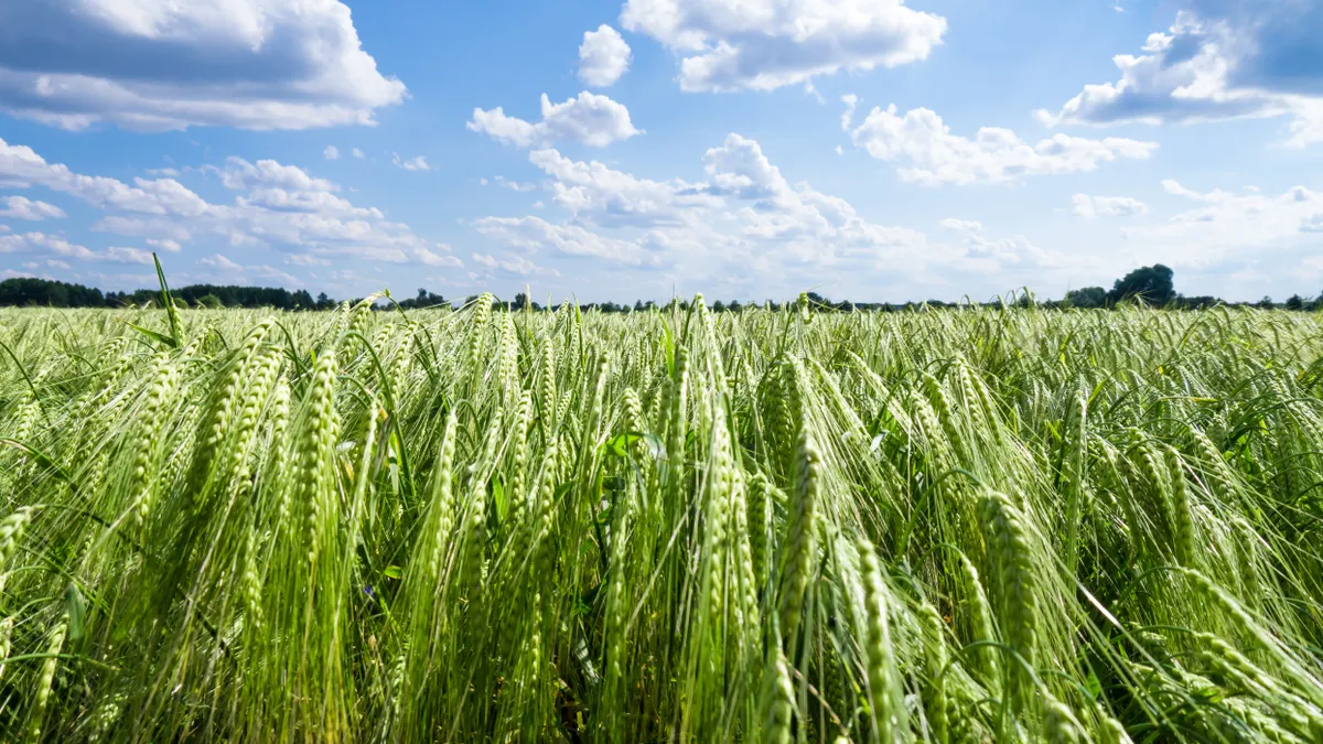 Barley field on a bright sunny day