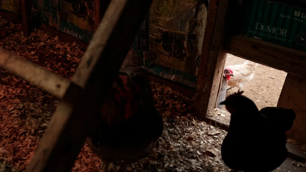 The silhouette of a chicken is seen inside a hen hut