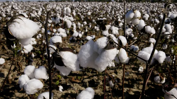 Cotton is ready to be harvested on a field near Clarksdale, Mississippi.