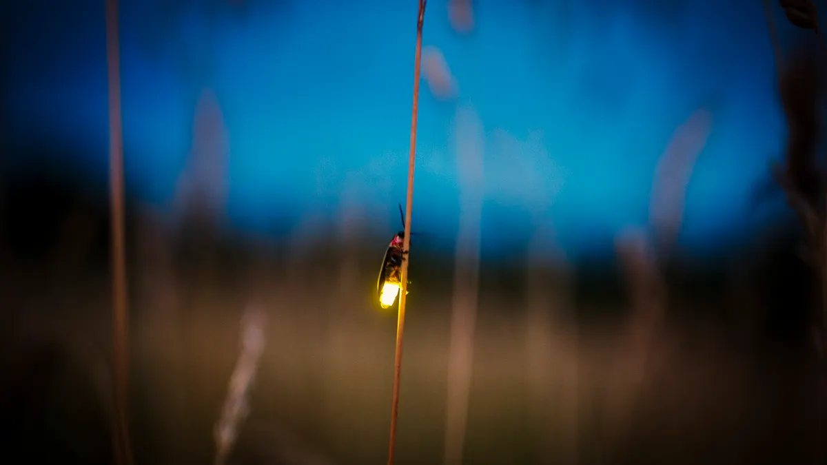 A firefly alights on a single plant stalk at dust.