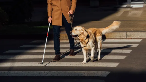 Body of person with white cane and dog on leash crossing a crosswalk.