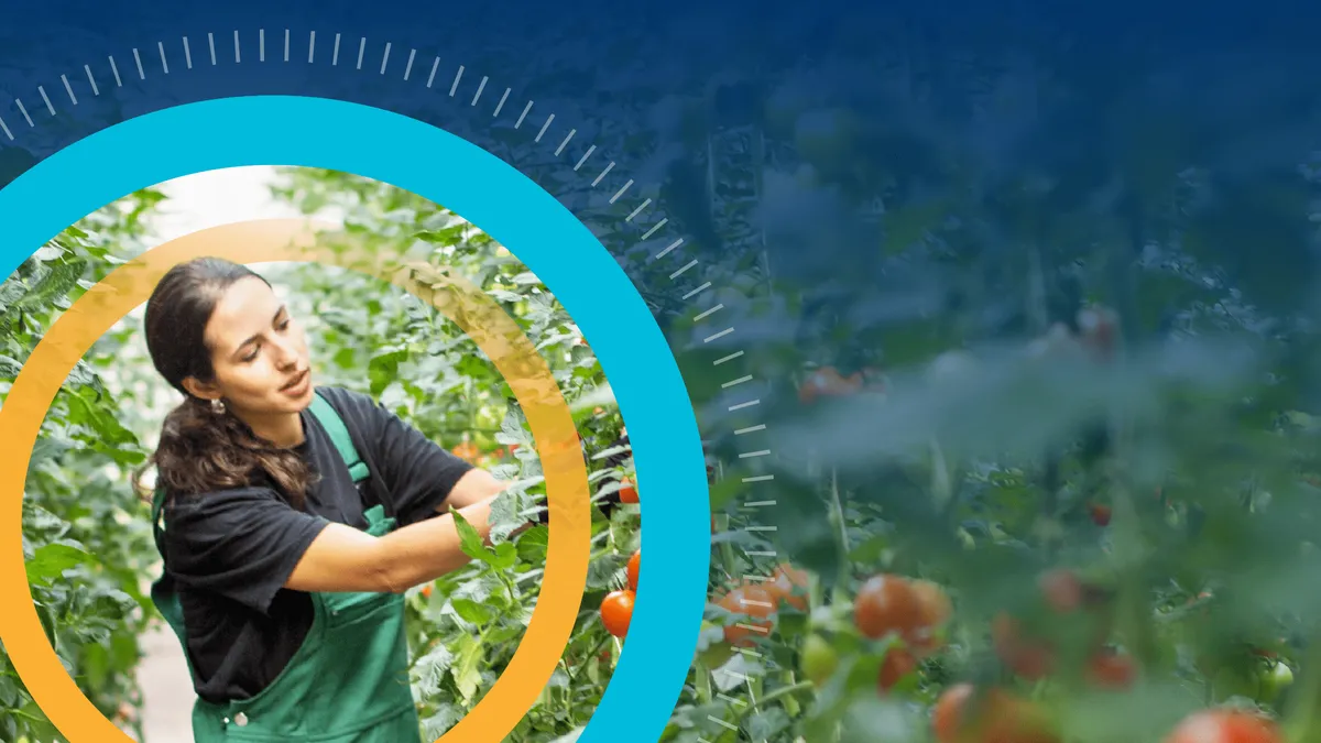 Female farm worker picking ripe tomatoes.