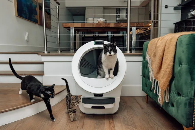 How Litter-Robot’s first CMO uses marketing to drive cat ownership