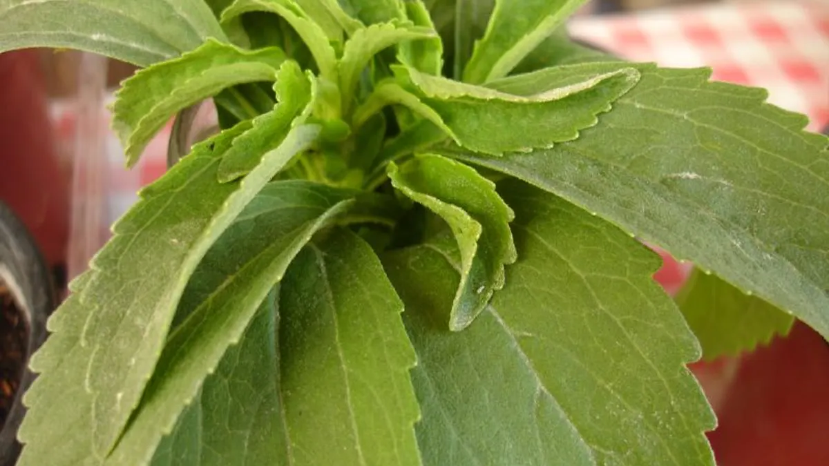 stevia