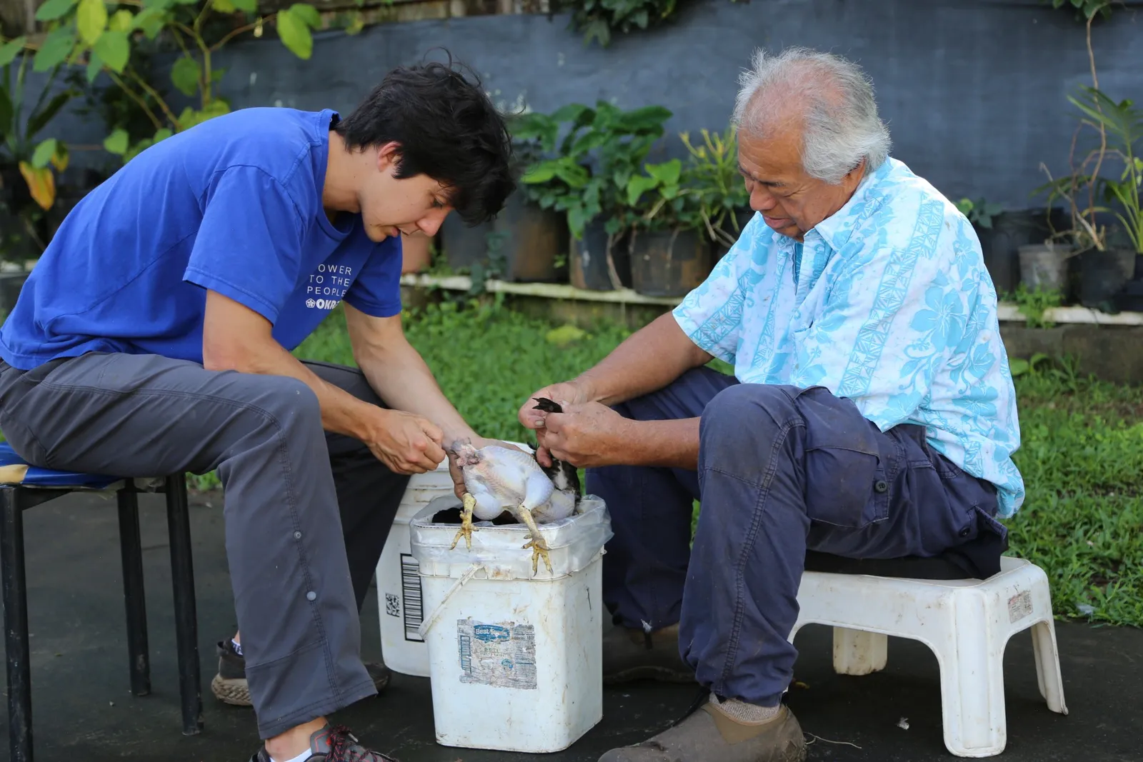 An older man works with a college-aged student to hold a chicken over a bucket