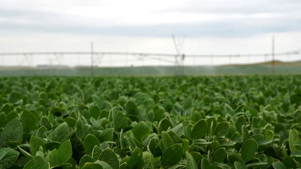 A field of green crops.