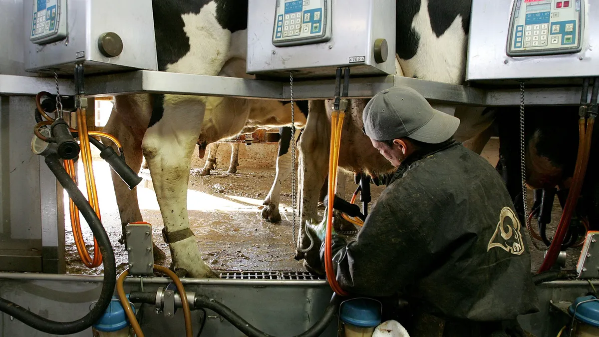 A farm worker attaches milk equipment to a dairy herd.