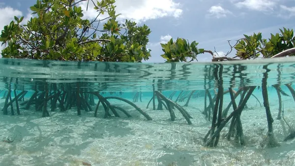 Over and under water photograph of mangrove tree in clear tropical waters