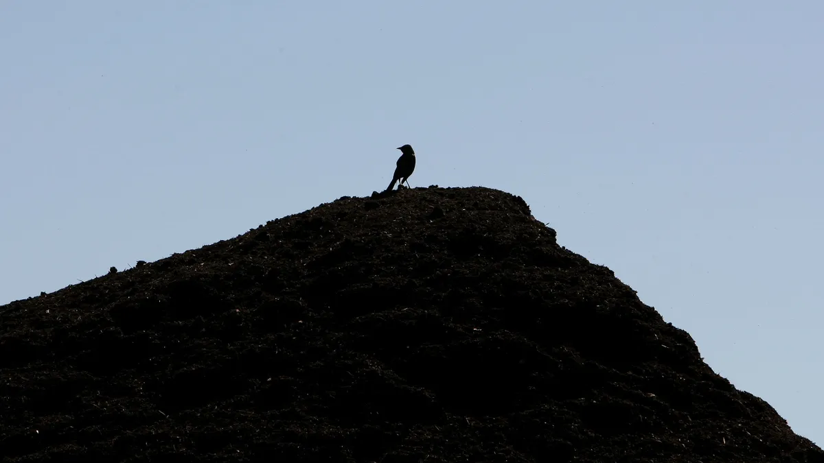 Compost, bird, California