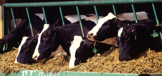 cows in pen