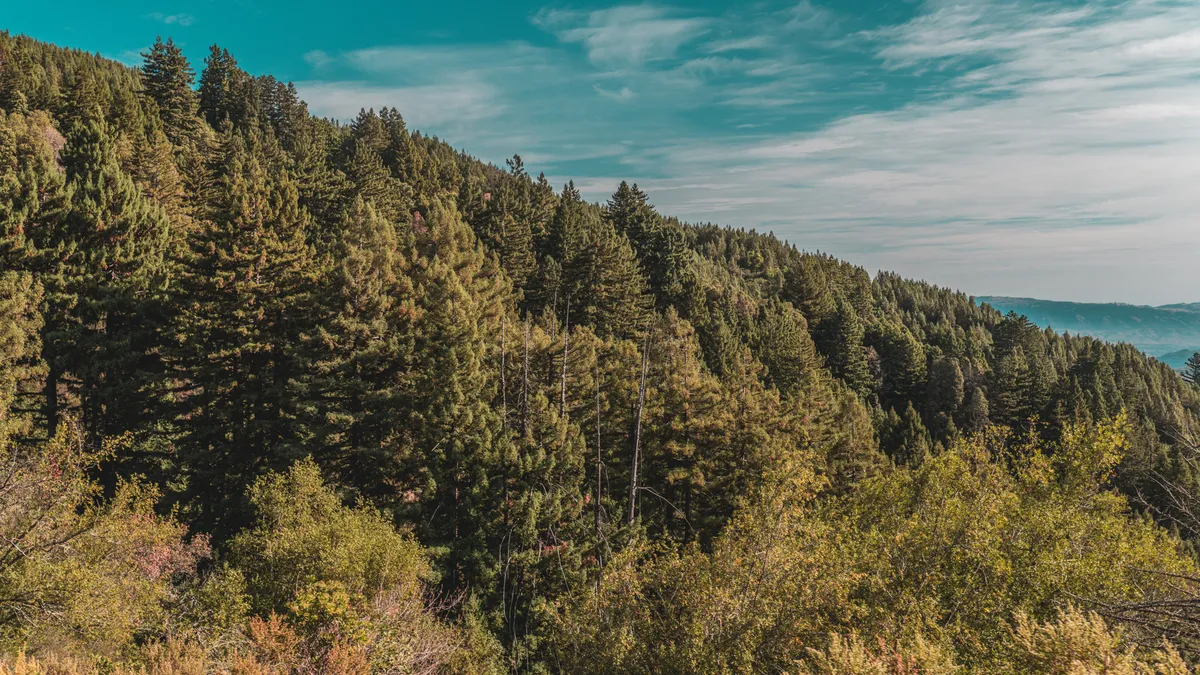 Forest-covered mountain