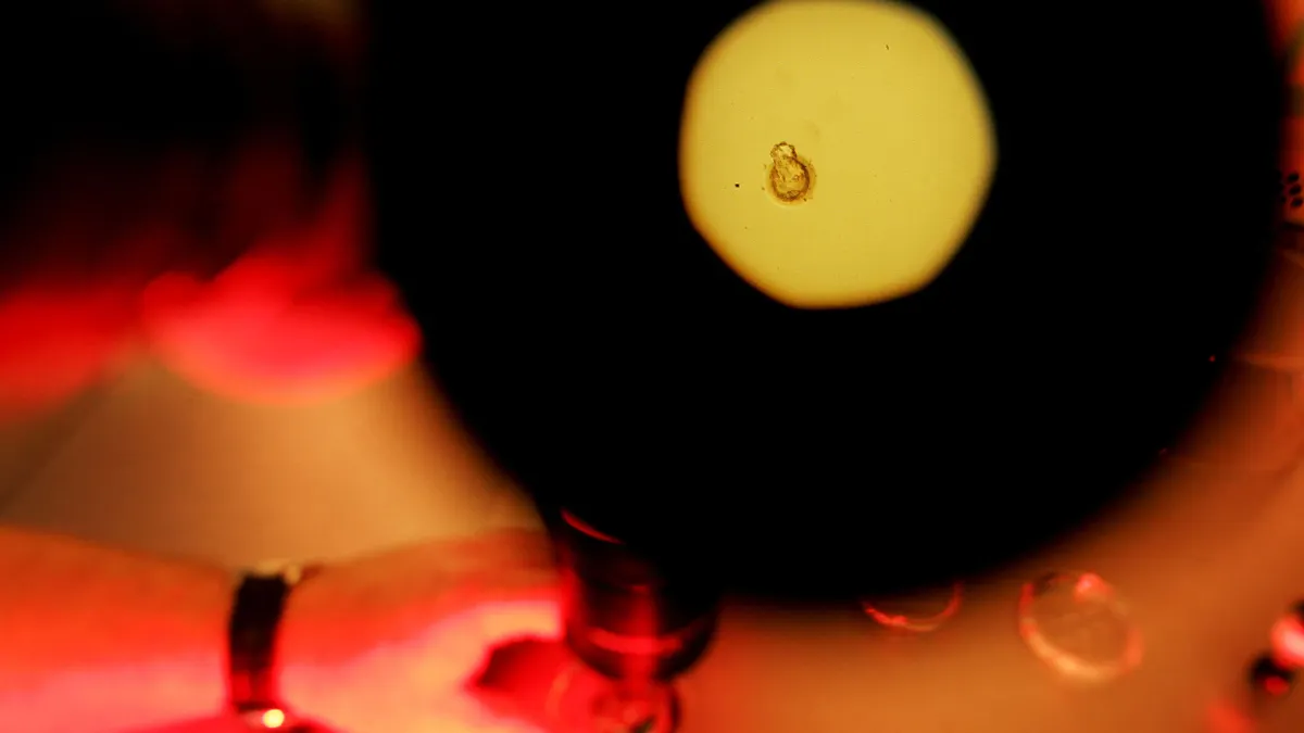 A circular view through a telescope of  embryo.