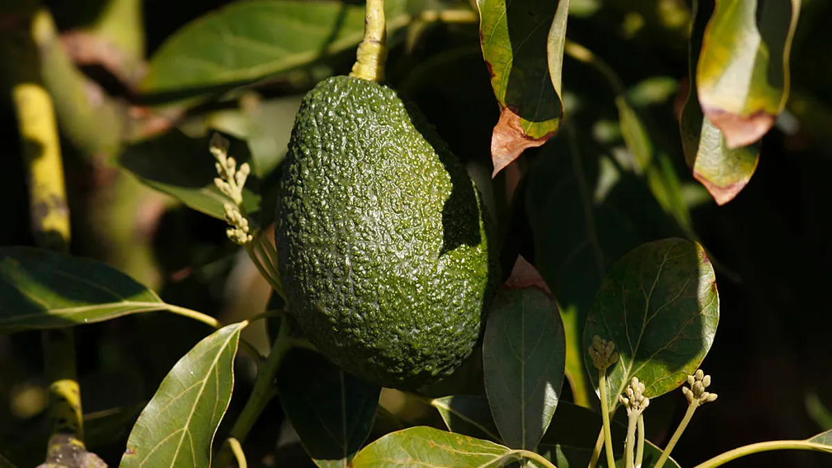 Avocados hanging on the tree.