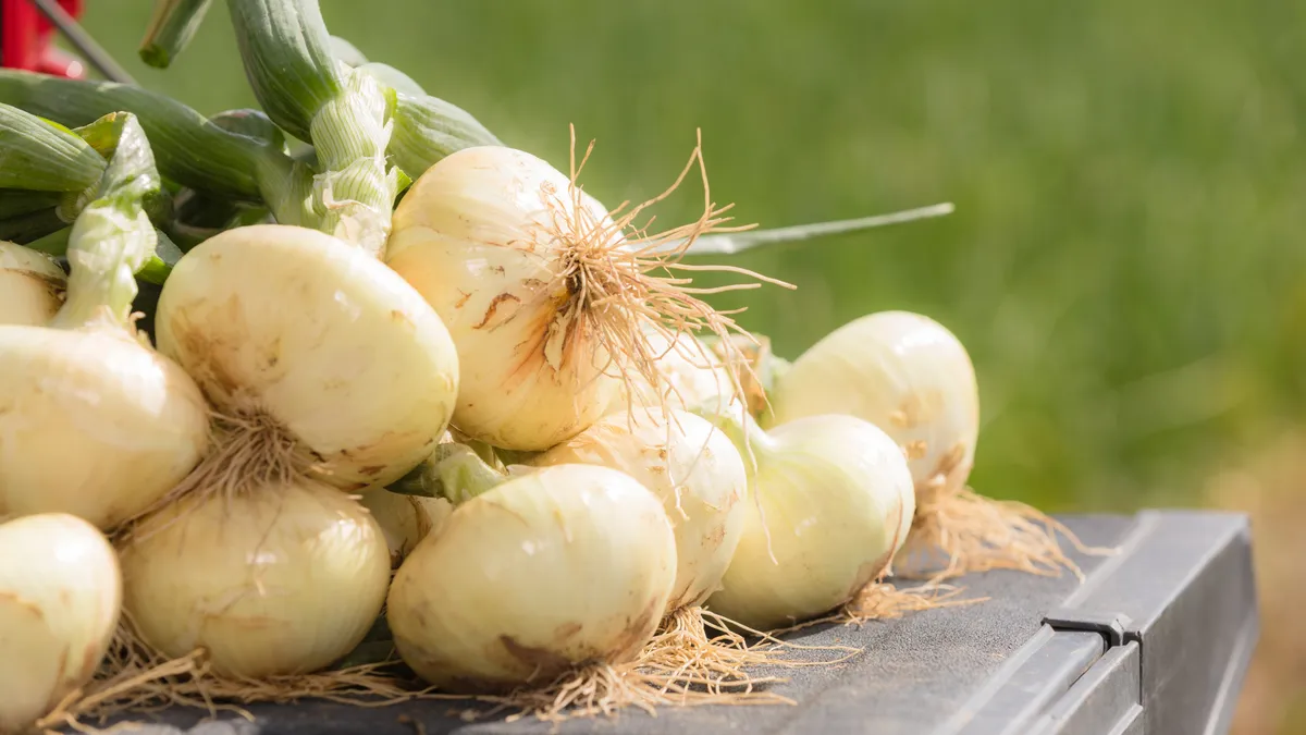 Fresh white onions in a bundle