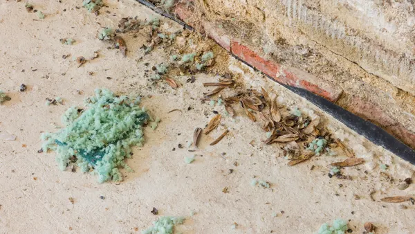 Mouse droppings, eaten seeds and shredding damage from mice next to a brick wall.