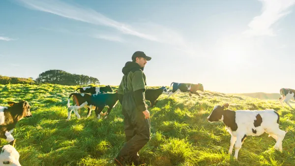 Farmer with his cattle outside