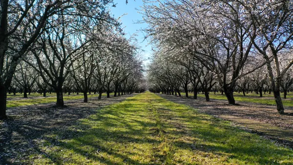 Almonds are seen growing on trees