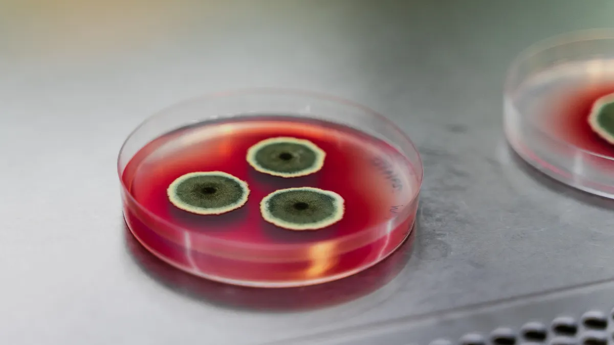 A petri dish of red liquid with three round black, grey and white fungal colonies floating in it sits on a steel surface.