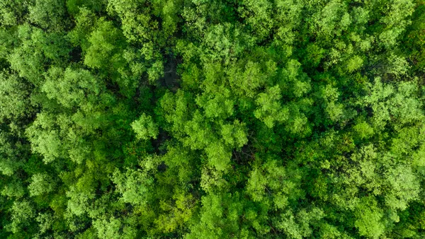 Aerial top view of mangrove forest.