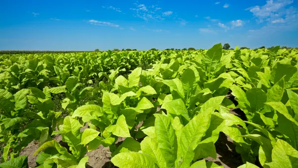 Row of tobacco plants under sunlight.