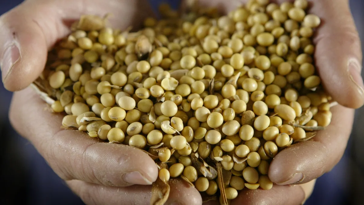 A pair of hands is seen holding a handful of soybeans