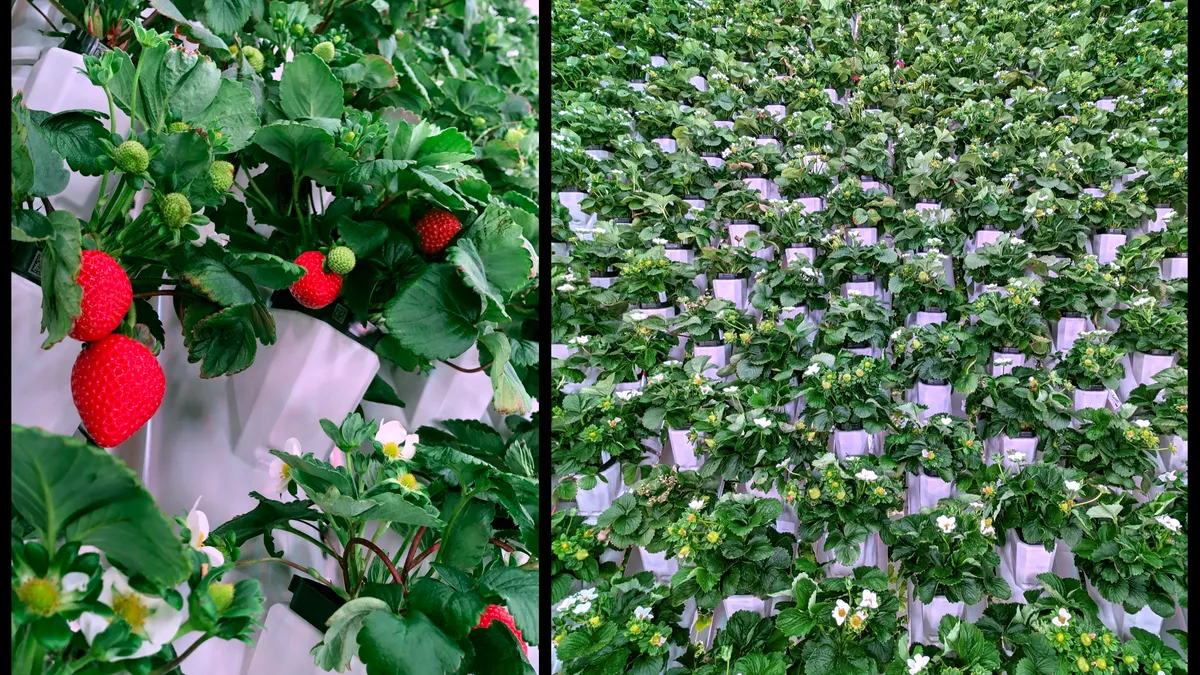 Plenty's vertical farm for Driscoll's strawberries