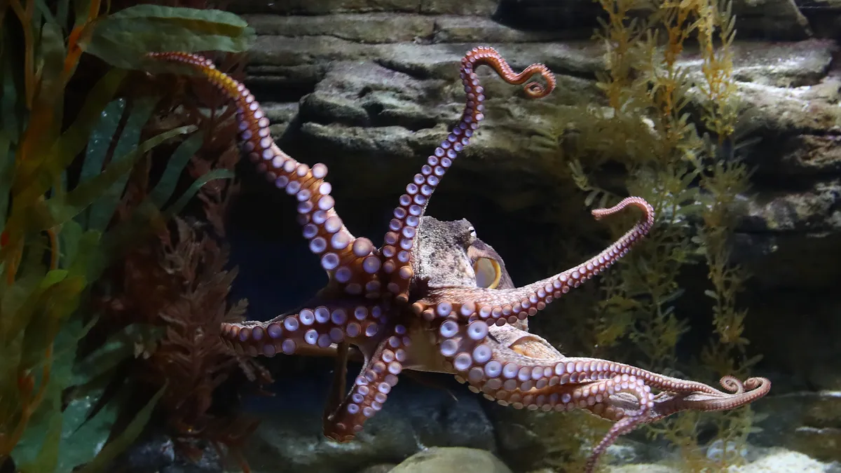 octopus in an aquarium