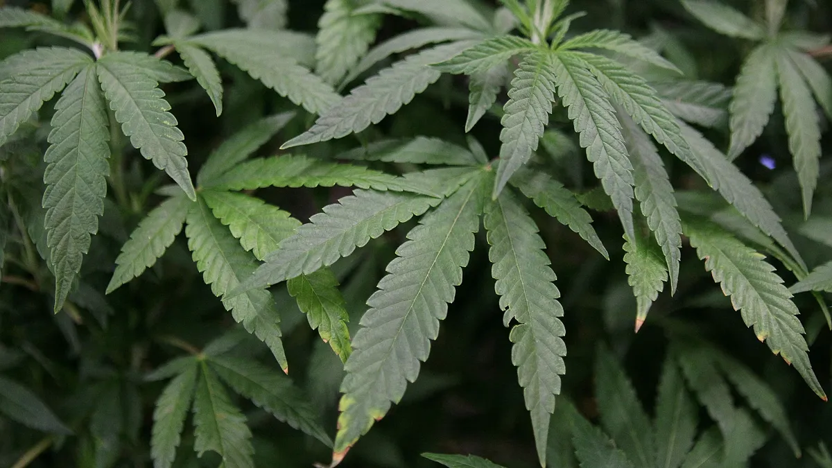 Leaves of a mature marijuana plant are seen in a display at The International Cannabis and Hemp Expo April 18, 2010 in Daly City, California.