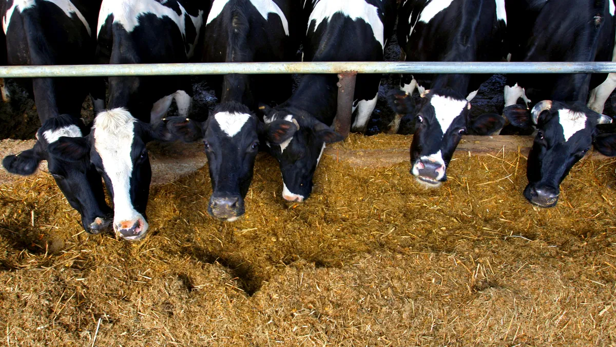 A line of dairy cows eat