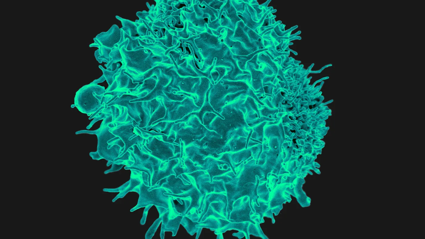 Microscopic image CAR T cell (lymphocyte)
