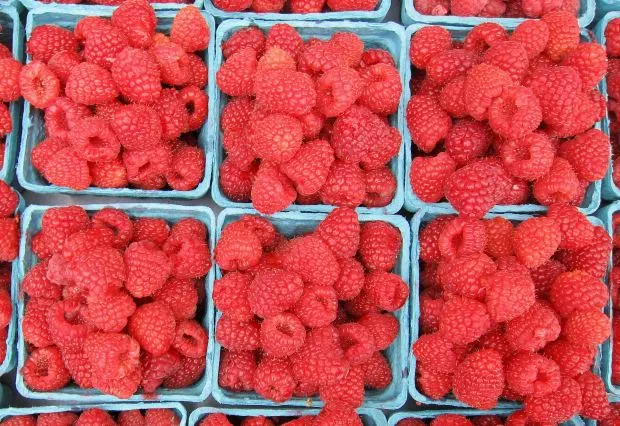 Raspberry Pi celebrates 10M sales | CIO Dive