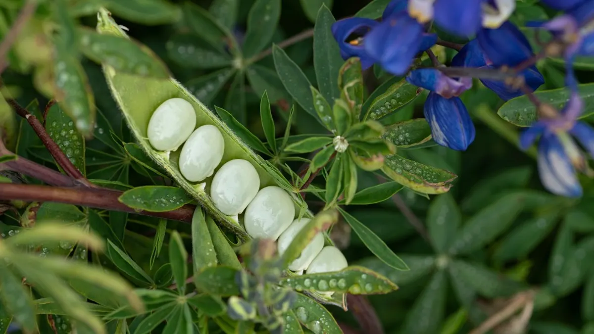 Chocho, a lupini bean variant with high nutritional and sustainability credentials, grows in Ecuador.