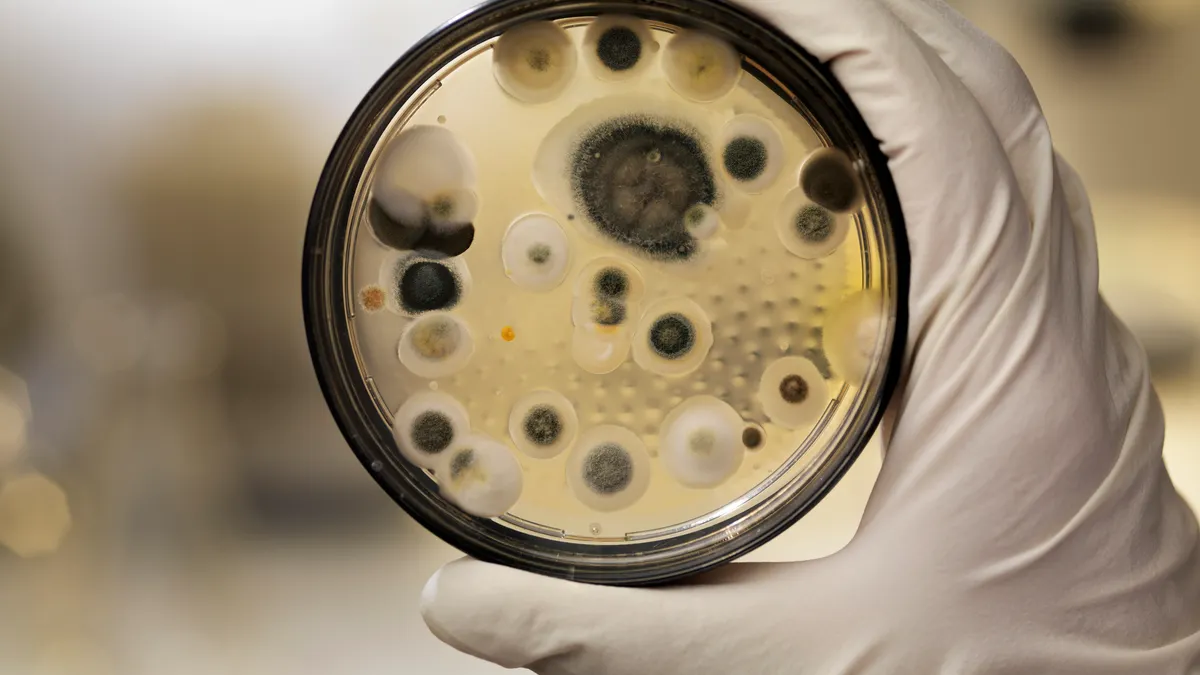 A person wearing gloves holds up a mildew culture in a Petri dish