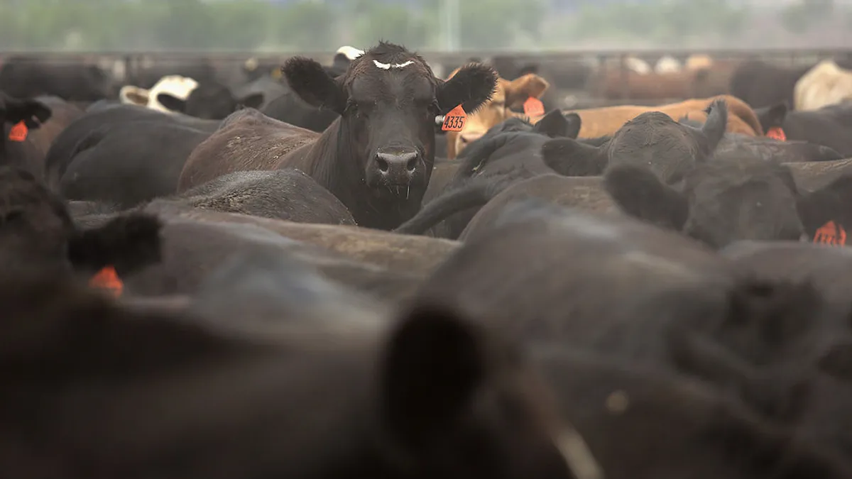 Cattle are seen in a feedlot. One cow with an orange plastic eartag raises his head above the herd.