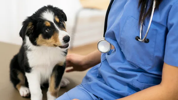 Adorable border collie puppy looks at a stethoscope hanging from the neck of a veterinarian sitting beside the puppy.